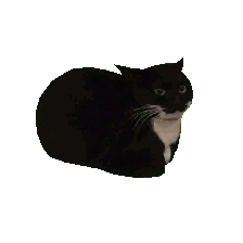 A black and white cat watching over the server